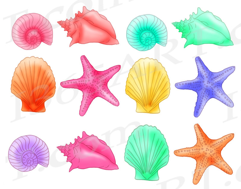 800x630 50% Off Seashell Clipart, Seashell Clip Art, Sea Shells, Pastel
