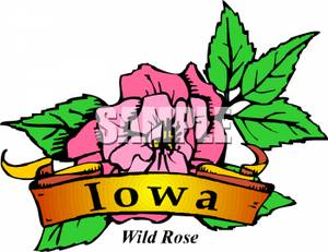 300x231 The Iowa State Flower