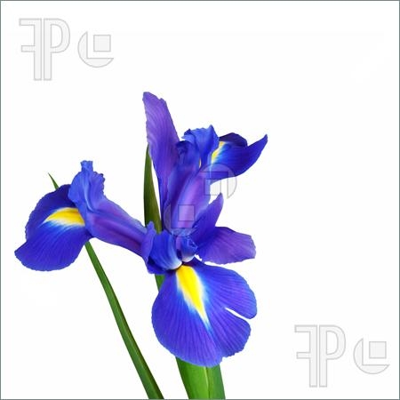 450x450 Free Clipart Iris Flower