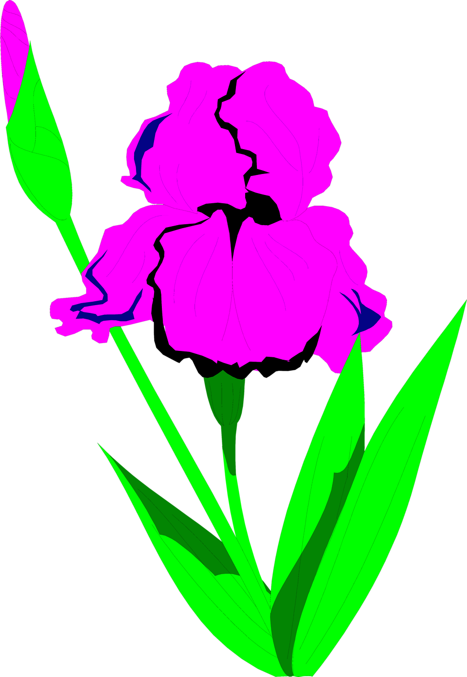 958x1389 Iris Free Stock Photo Illustration Of A Purple Iris Flower