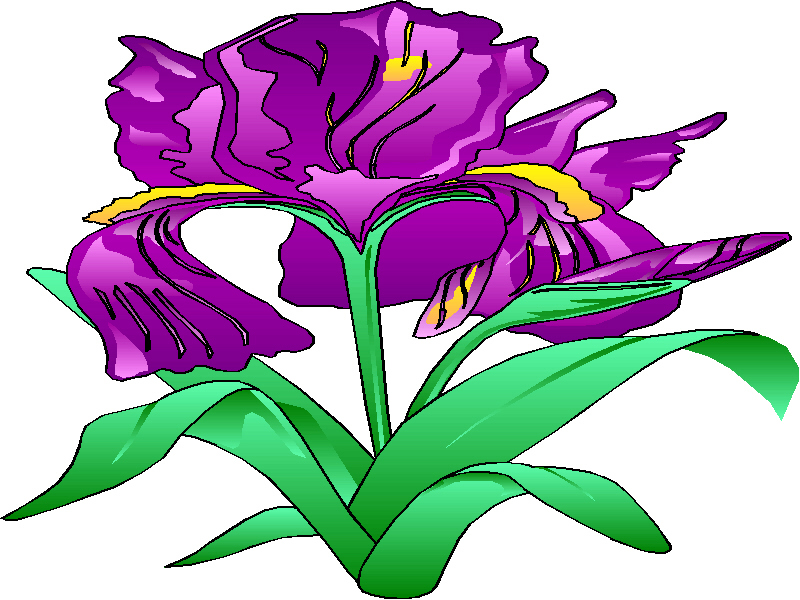 800x600 Iris Flower Clip Art
