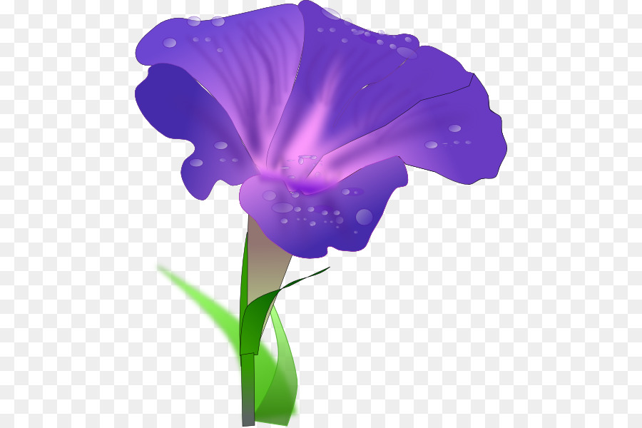 900x600 Morning Glory Drawing Clip Art