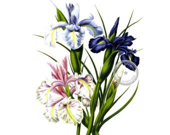 340x270 Pink Wild Flower Clip Art Digital Image, Pink Flower Clipart