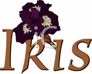 300x242 Royalty Free Clipart Image A Purple Iris Flower