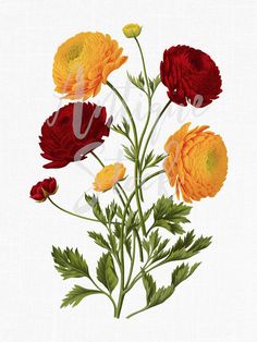 236x314 Clip Art Flower Png