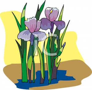 300x293 Clipart Image Purple Iris Plants