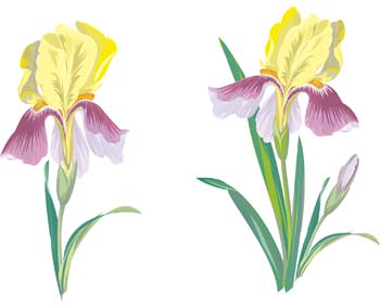 350x283 Free Clip Art Iris Flower Free Download