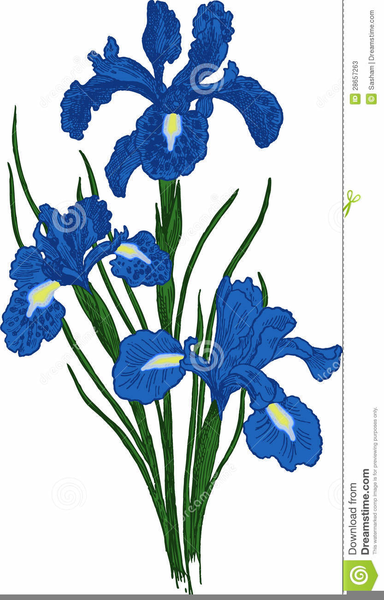384x600 Free Iris Flower Clipart Free Images