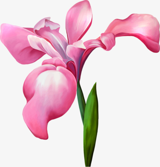 650x677 Iris Decorative Pattern, Plant, Iris, Pink Iris Png Image
