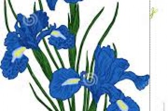 343x228 Iris Flower Art Images