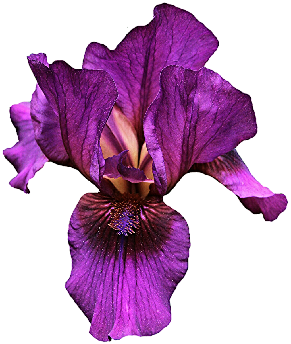 1024x1208 Iris Flower Png Hd Transparent Iris Flower Hd.png Images. Pluspng