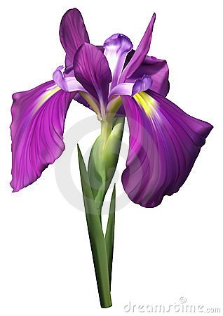 318x450 List Of Synonyms And Antonyms Of The Word Iris Flower Clip Art