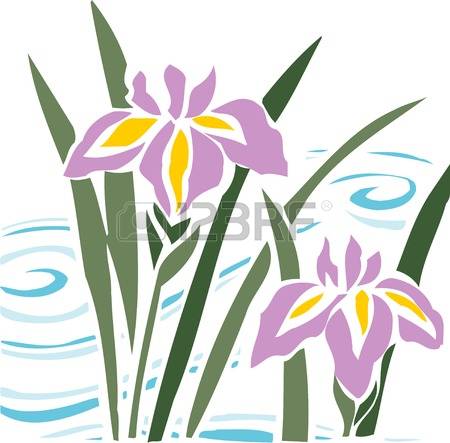 450x443 Sanguinea Clipart