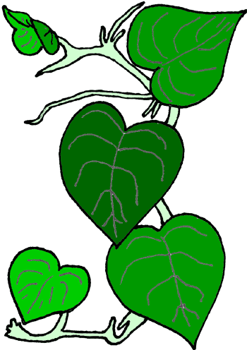 350x496 Ivy Clipart Rainforest Vine 4