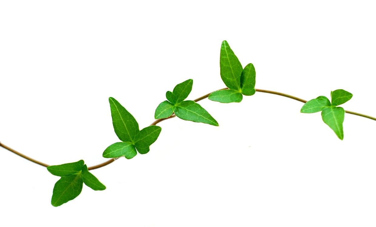 1240x750 Ivy Vines Clip Art Images On Page 0 Yanhe Clip Art