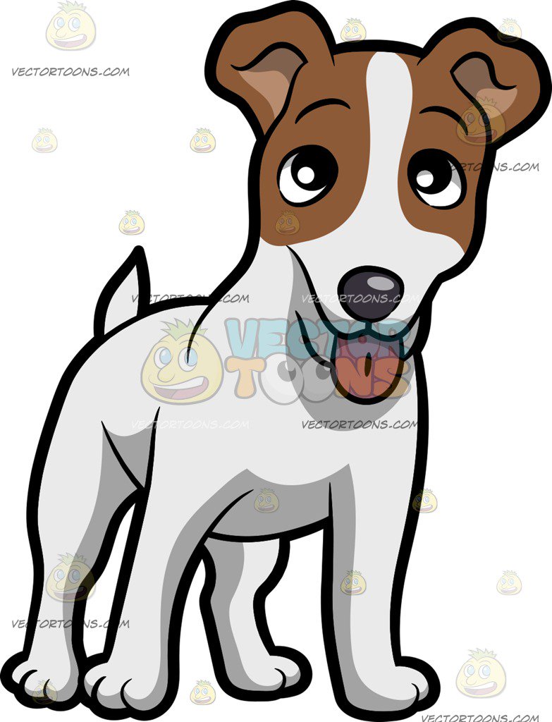 783x1024 A Friendly Jack Russell Terrier Puppy Standing On All Fours