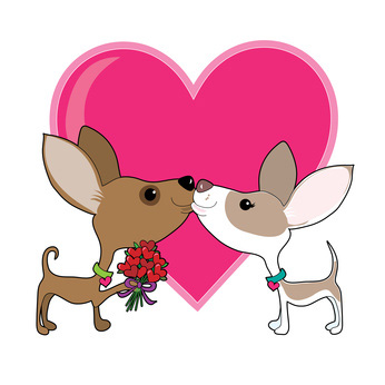 346x346 Two Valentine Chihuahua Dogs