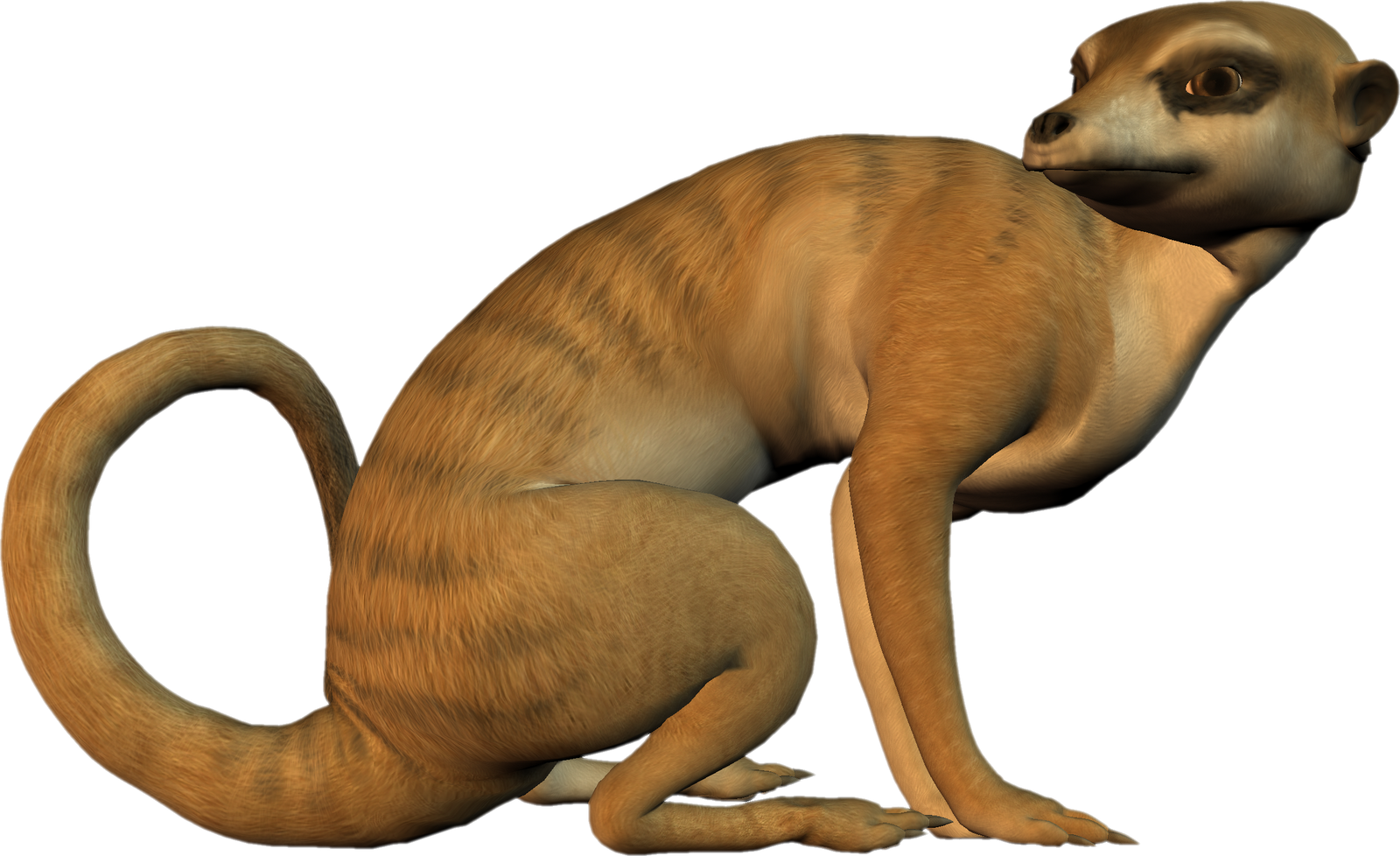 1600x978 Meerkat Clipart