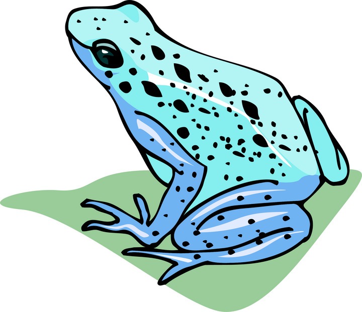 720x621 Poison Dart Frog Clipart Jaguar Clipart