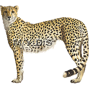 300x300 Free Clipart Of Cheetahs