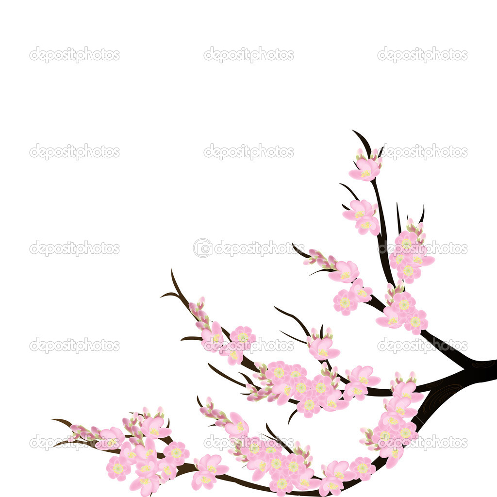 1024x1024 Stirring White Cherry Blossomnches Image Design Three Blossoms