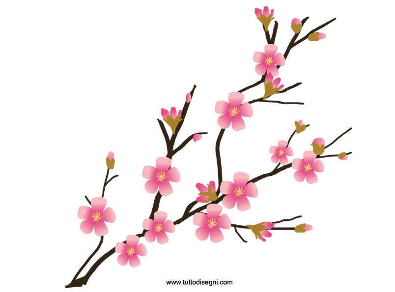 804x595 Cherry Blossom Clipart Free