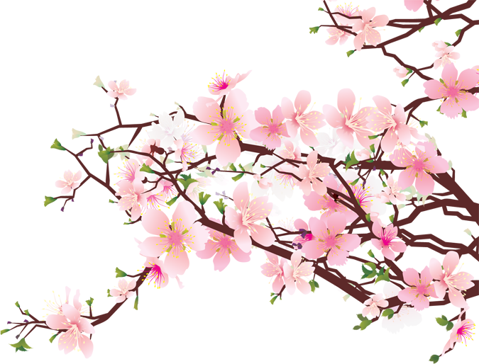 675x514 Pictures Japanese Cherry Blossom Clip Art,