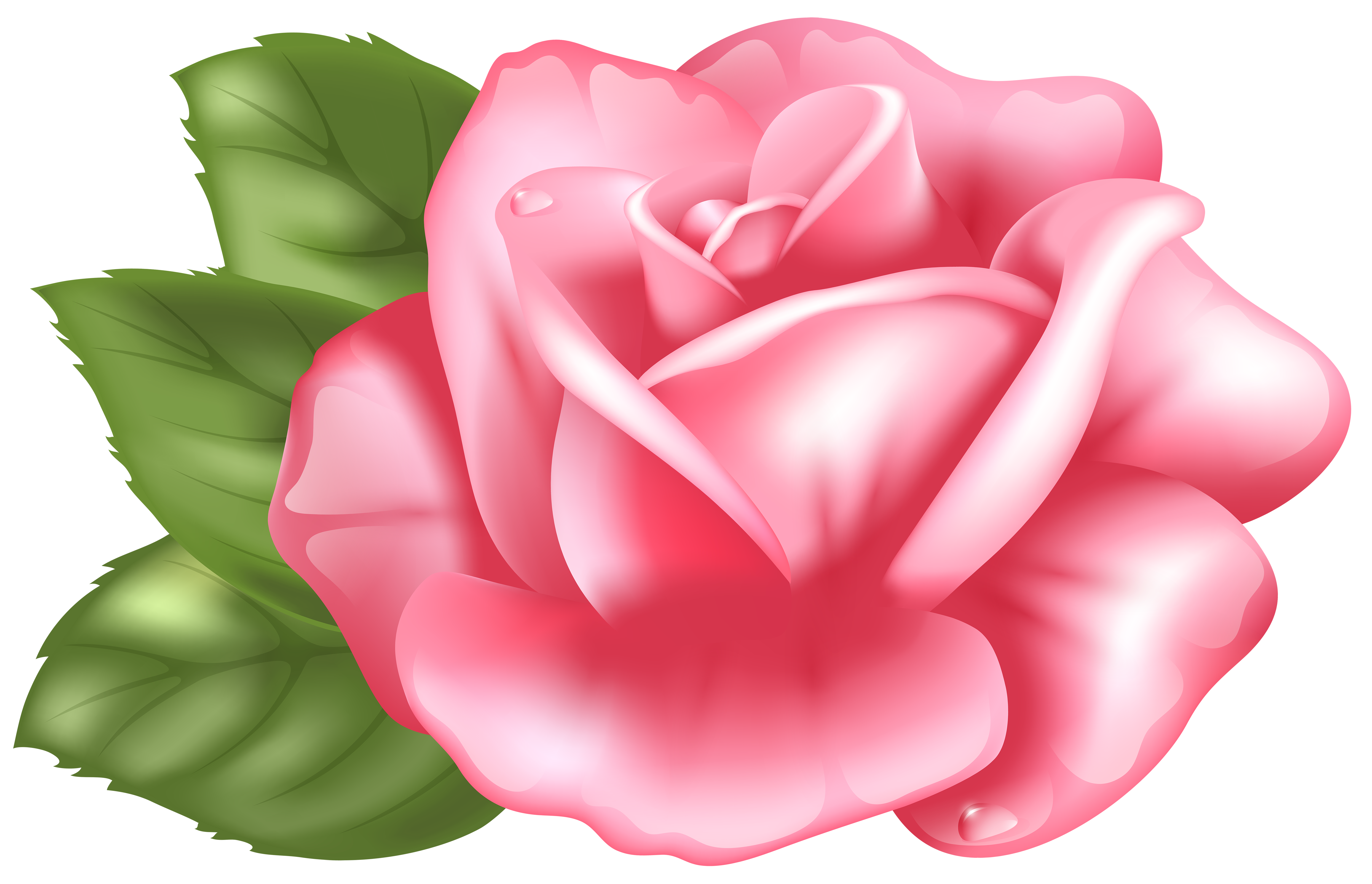 6000x3868 Pink Rose Transparent Png Clip Art Imageu200b Gallery Yopriceville