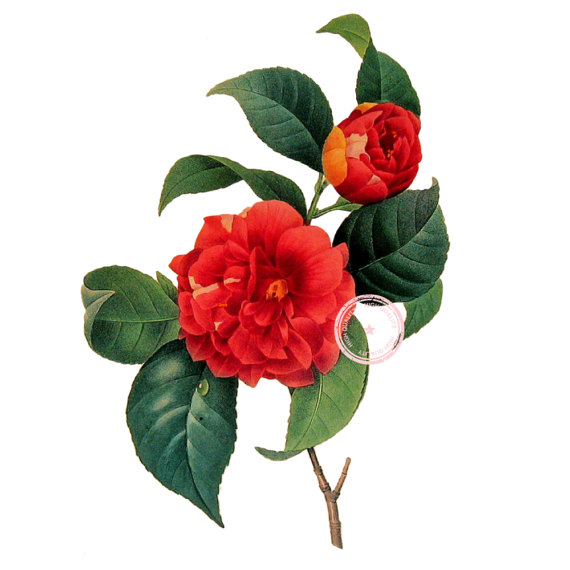 570x570 Red Camellia Clip Art Vintage Floral Clipart Purple Flower