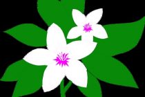 210x140 Jasmine Flower Clipart Jasmine Flower Clip Art Clipart Panda Free