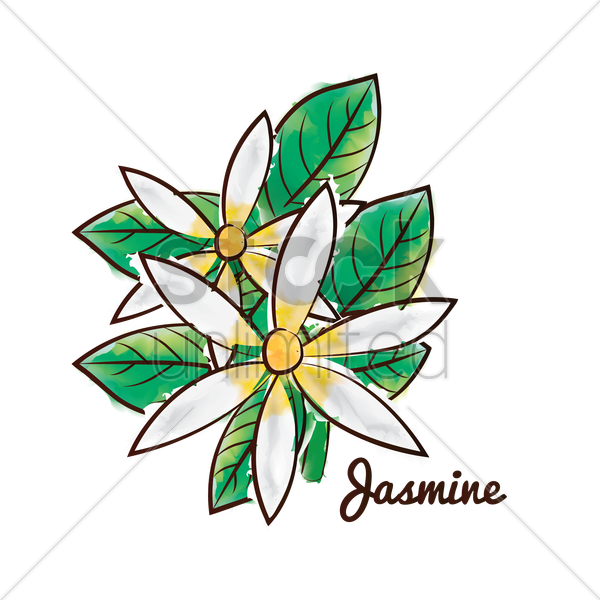 600x600 Jasmine Flower Vector Image
