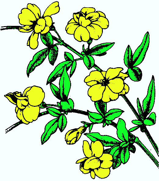 521x595 Jasmine Clip Art Clipart Panda