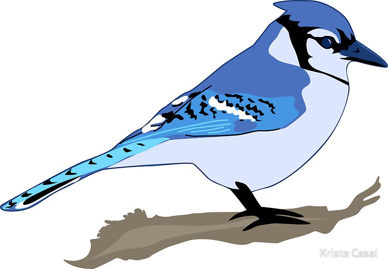 800x555 Blue Jay Vector Illustration Made In A Realistic Style Vector Clip