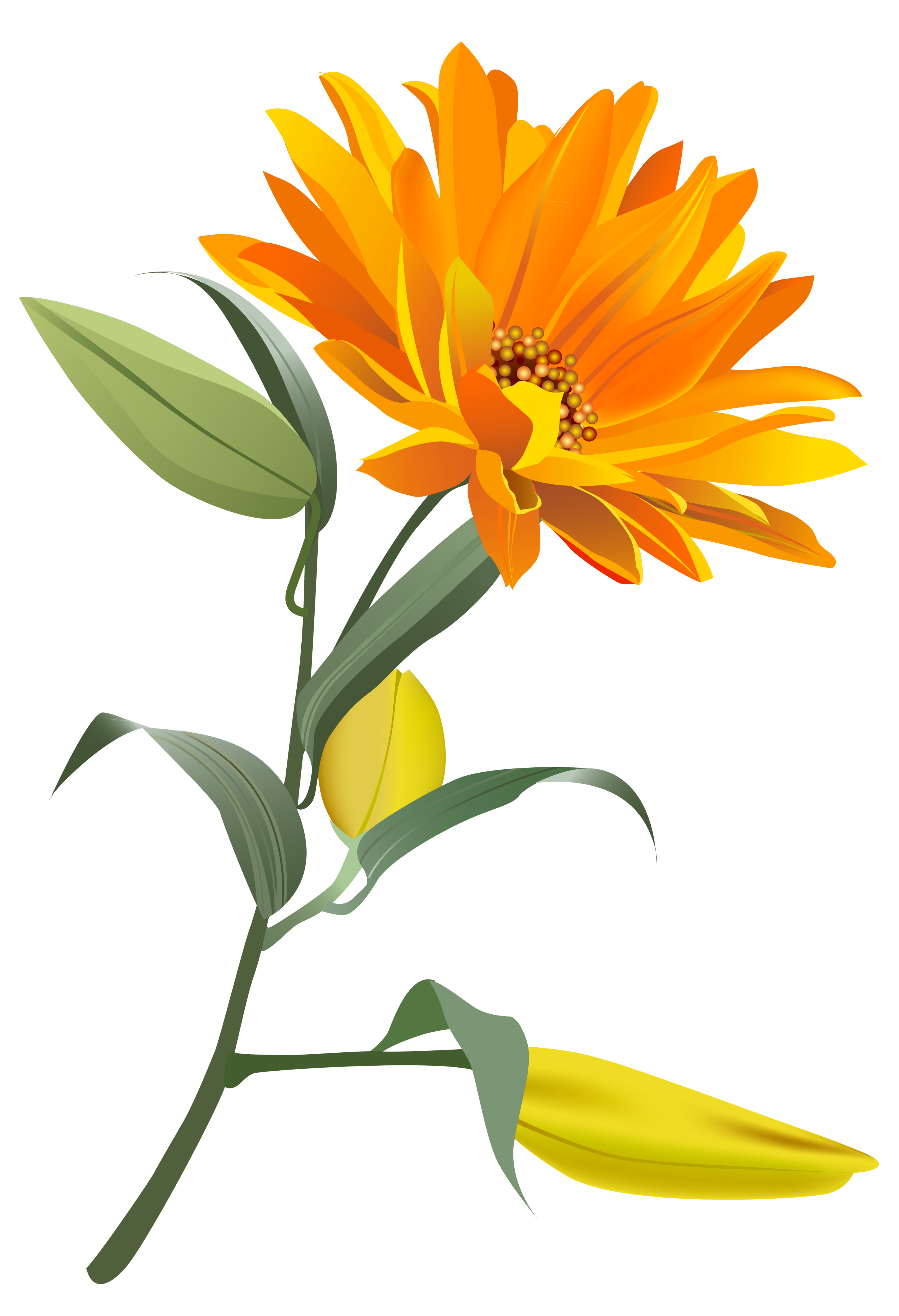 3243x4747 Orange Flower Png Clip Art Imageu200b Gallery Yopriceville