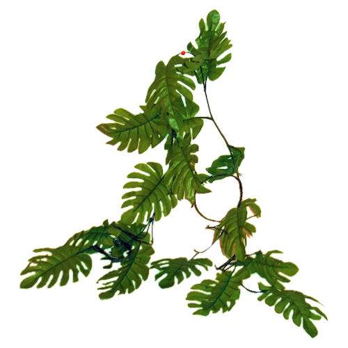 500x500 Tropical Vine Clipart Cliparthut