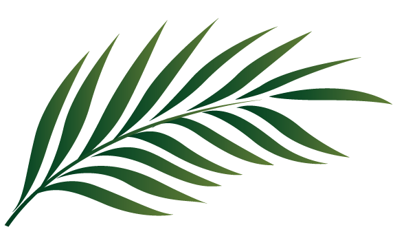 575x356 Clipart Palm Tree Leaves Leaf Clipground
