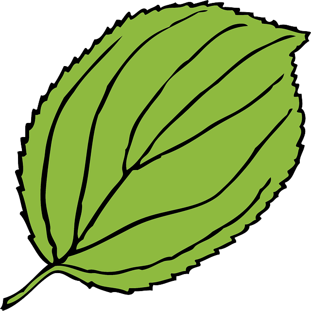 640x640 First Class Jungle Leaves Clipart Leaf