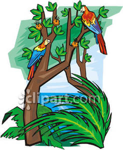 246x300 Parrots In The Jungle