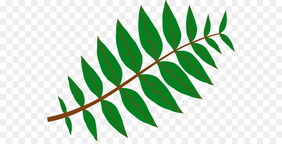 900x460 Leaf Plant Jungle Pinnation Clip Art