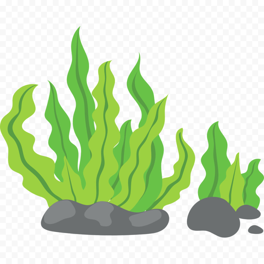 900x900 Kisspng Seaweed Clip Art Green Background 5a83a119bd60a7