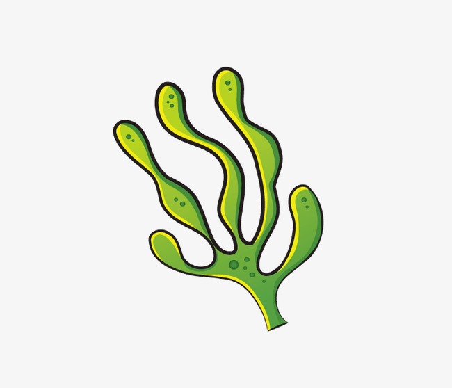 650x558 Nautical Decoration, Seaweed, Kelp, Sea Food Png Image And Clipart