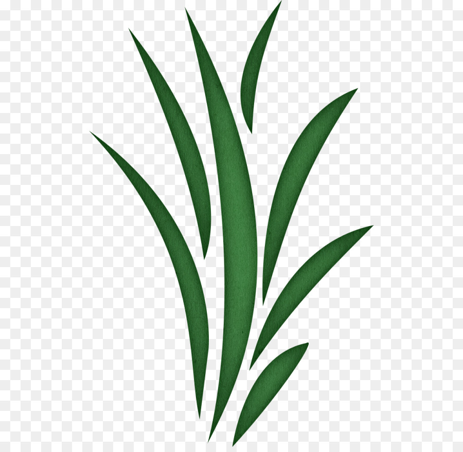 900x880 Seaweed Clip Art