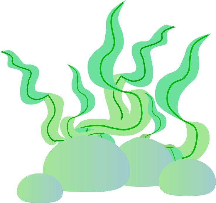 736x692 Seaweed Clipart Real