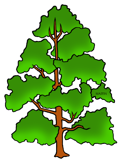 479x648 United States Clip Art By Phillip Martin, State Tree Of Kentucky