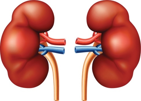 Kidney Clipart at GetDrawings | Free download