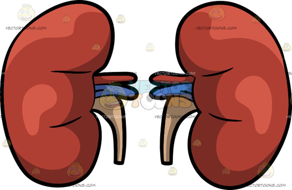 1024x667 Human Kidneys Cartoon Clipart Vector Toons