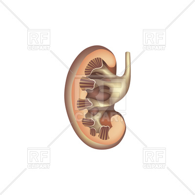 400x400 Kidney Cross Section Anatomy Icon Royalty Free Vector Clip Art