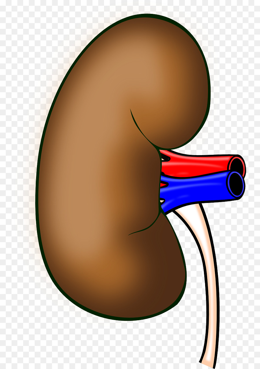 900x1280 Kidney Transplantation Organ Clip Art