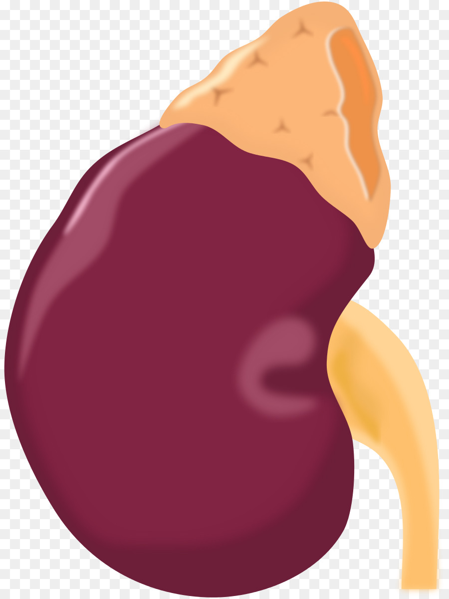 900x1200 Adrenal Gland Kidney Computer Icons Clip Art