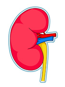 135x180 Search Results For Kidney